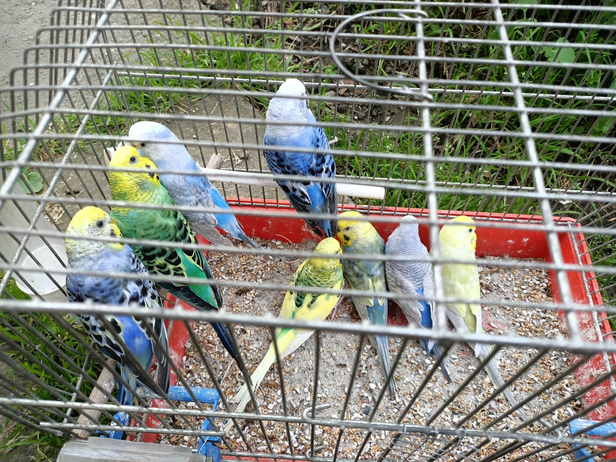 Papugi-papużki faliste