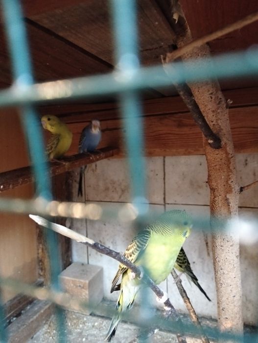 Piriquitos novos 4 a 5meses em princípio são dois casais