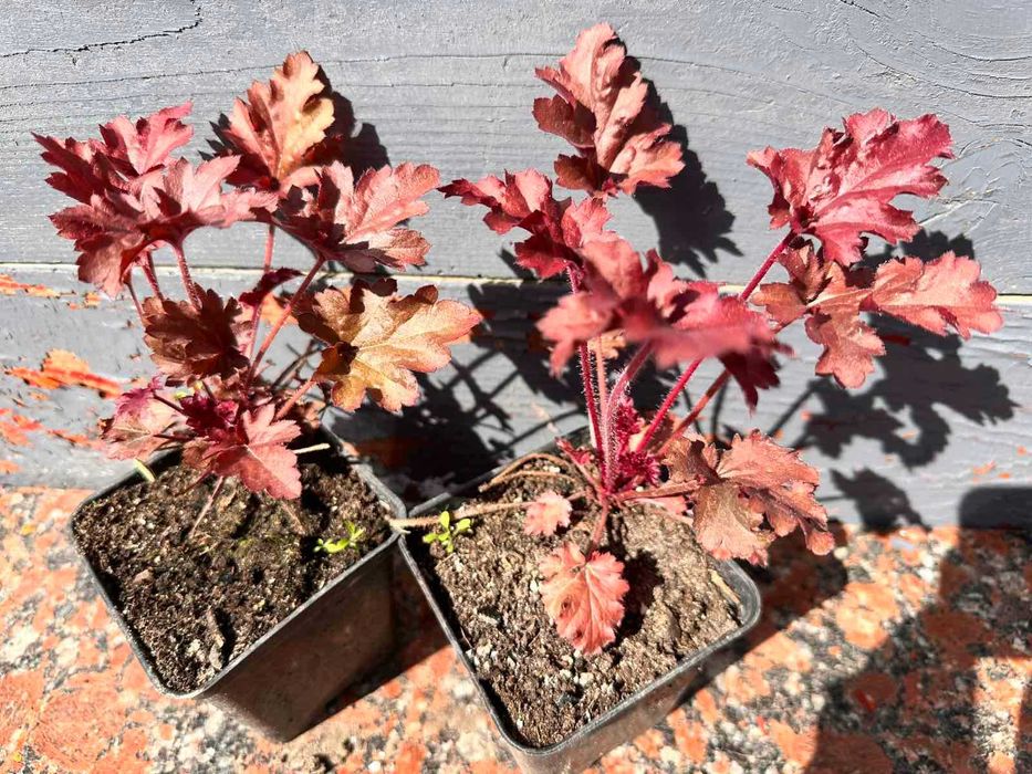 Гейхера Червона, фіолетова, жовта, срібляста