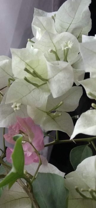 Пассифлора , бугенвиллии разные