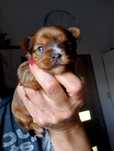 Yorkshire Terrier Samiec