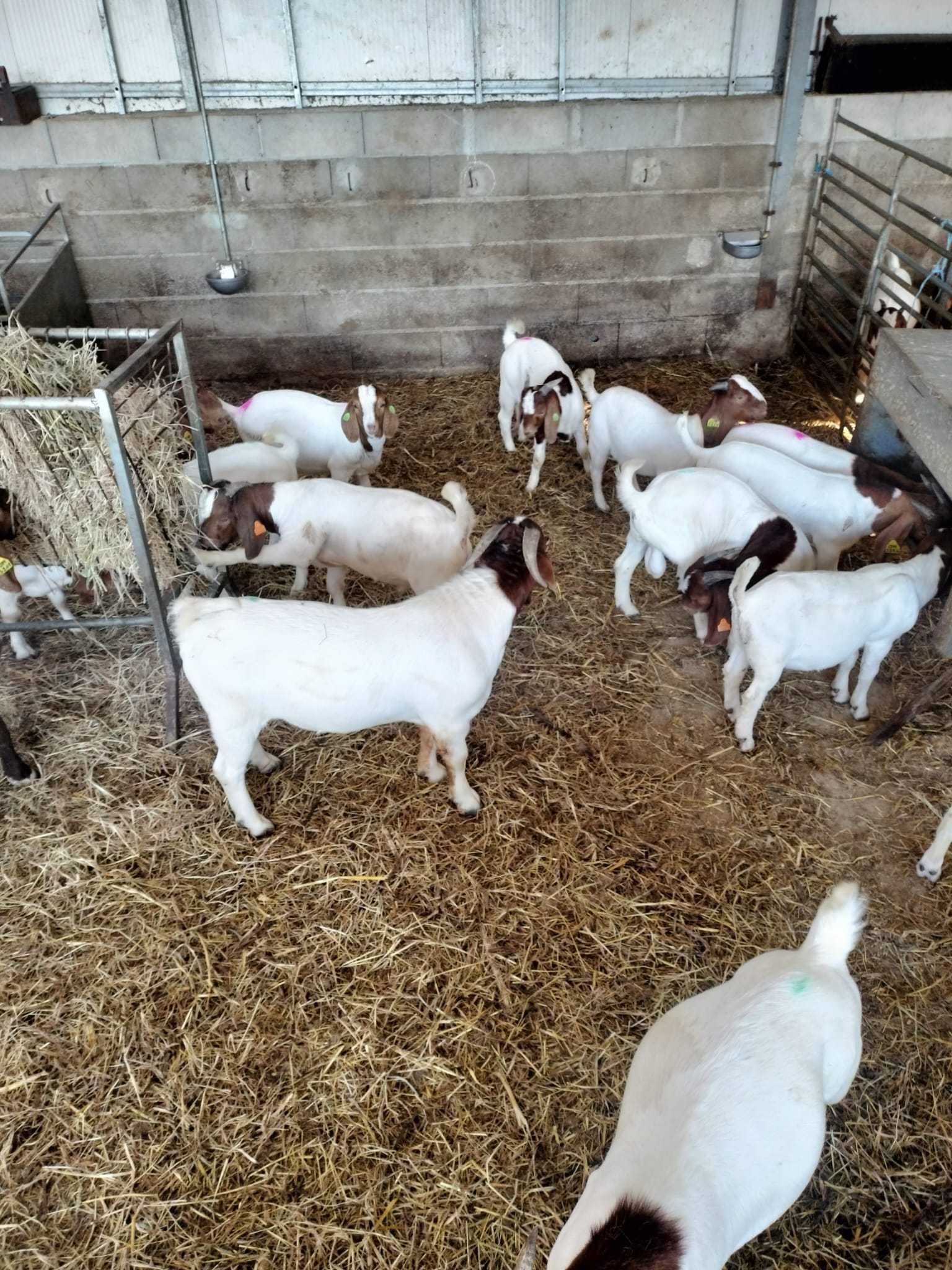 Machos De Raça Boer