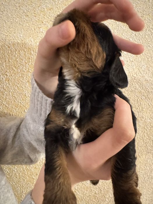 Cavapoo, pudel red i cavsloer king charles spaniel