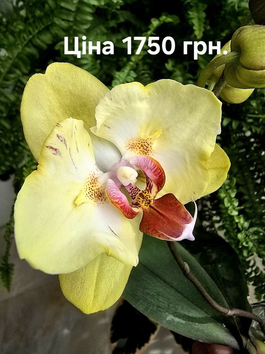 Орхідея  домашня.