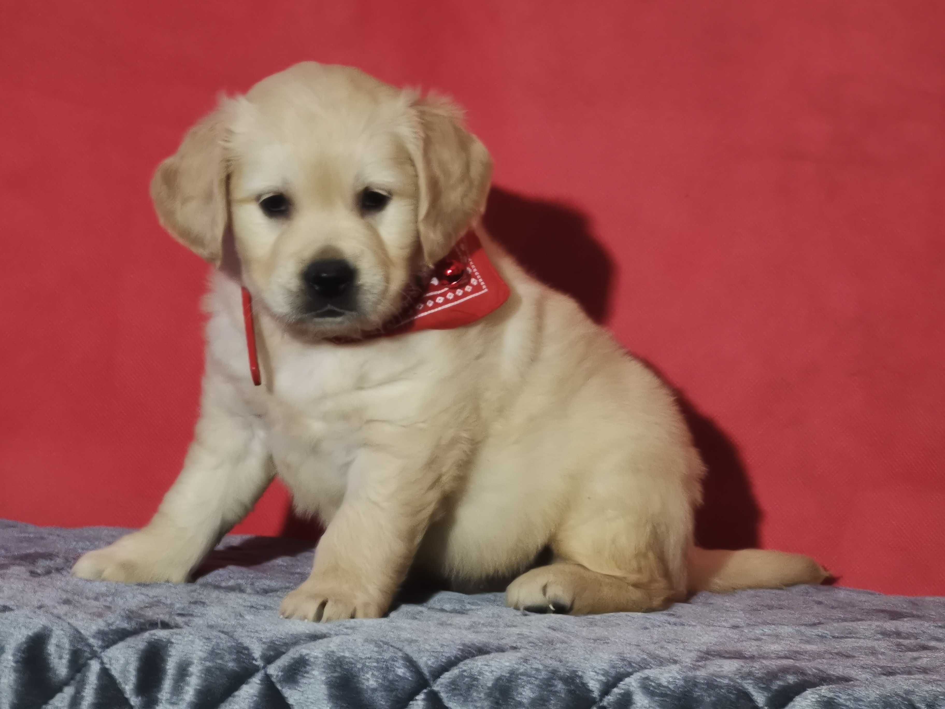 Golden retriever suczka kremowo złota