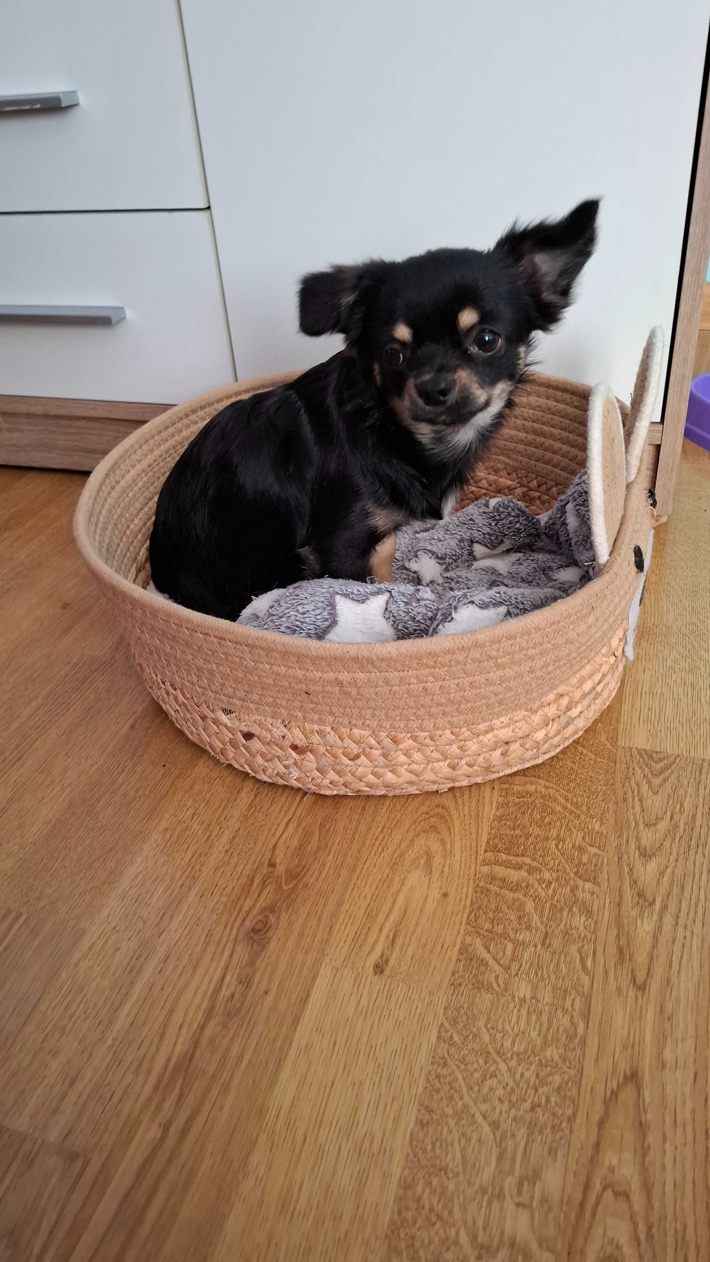 Czarno-podpalany długowłosy chihuahua samiec gotowy do odbioru/rodowód