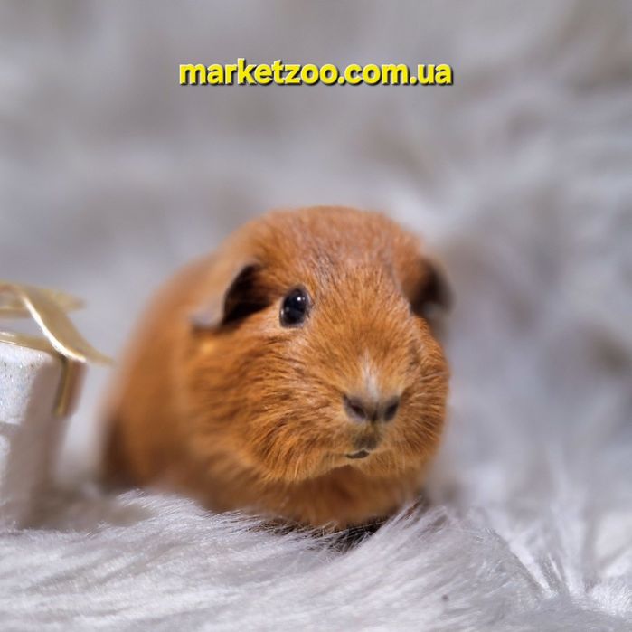 Морська свинка дівчинка руденька висловуха красуня