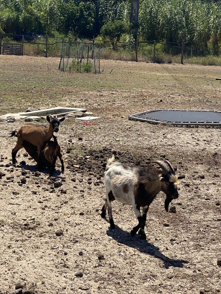 3 cabras anãs e um bode anão