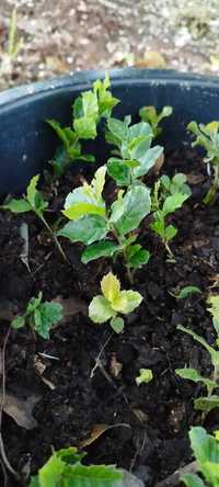 Sobreiro (Quercus suber) / Carvalho