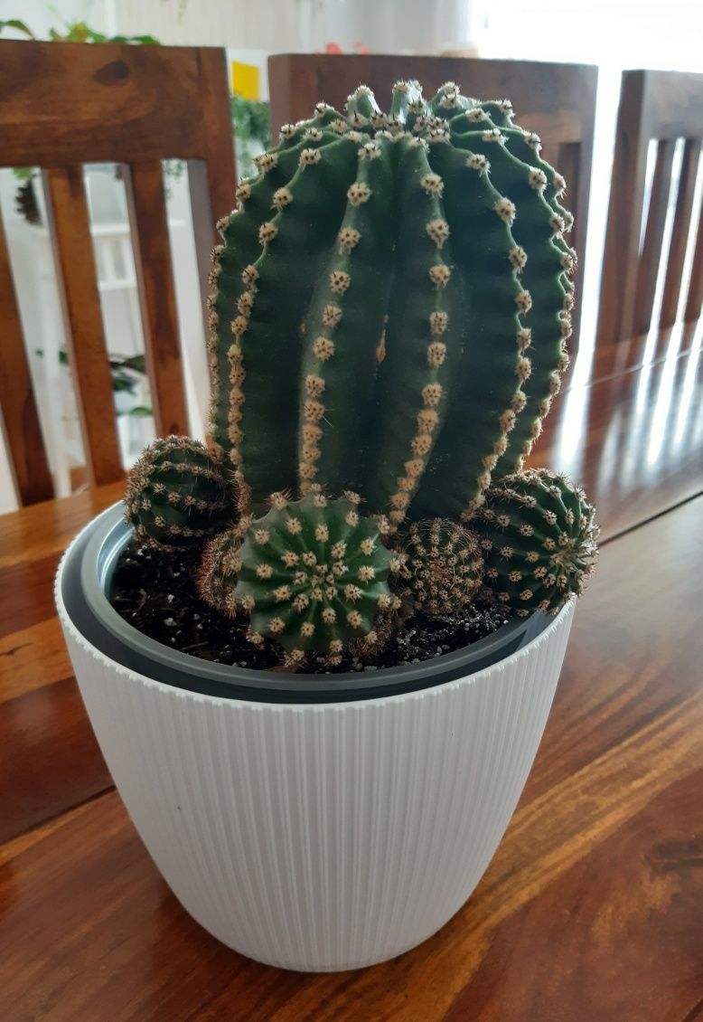 Dwa małe kaktusiki
