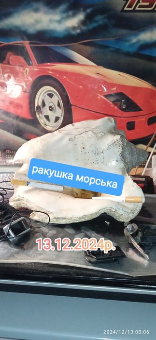 Ракушка морська.Велика.