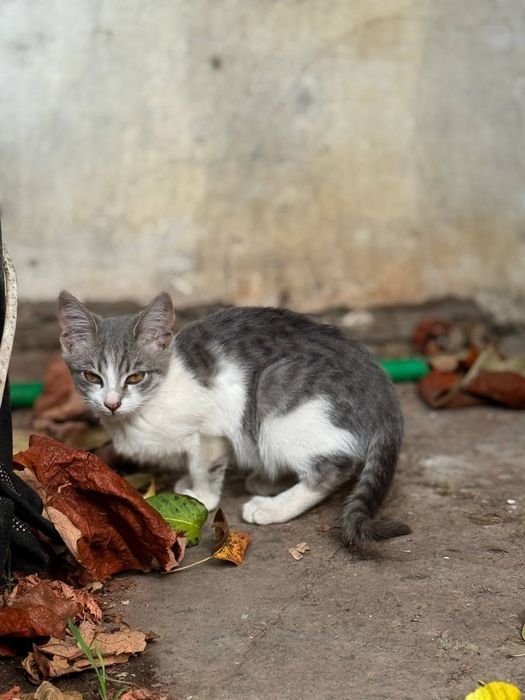 Кошенята котики котик кіт