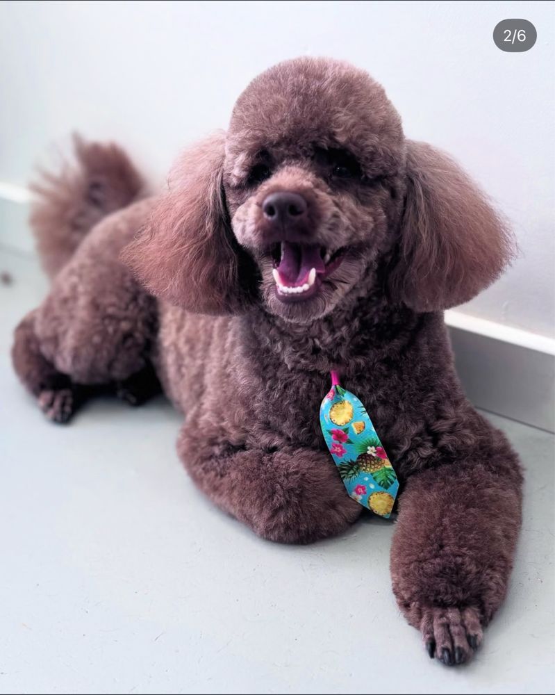 MyDog Petgrooming