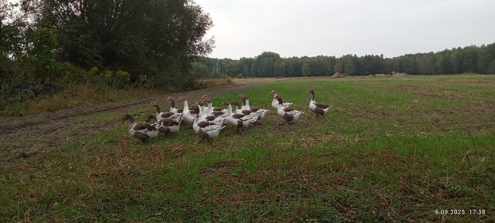 Jaja gęsi siodlatych