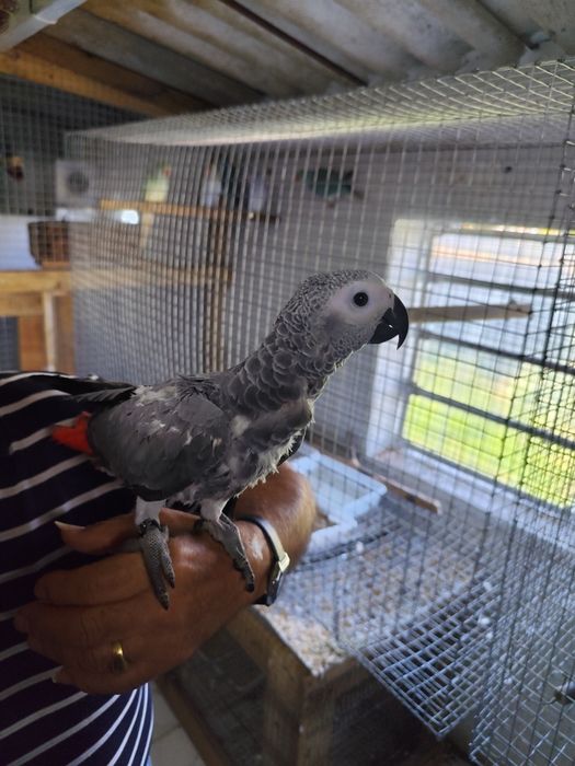Papagaio cinzento criado a mão