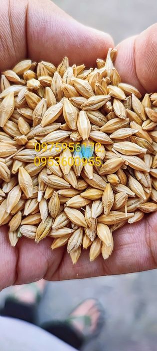 Ячмінь, пшениця, солома, доставка до двору.