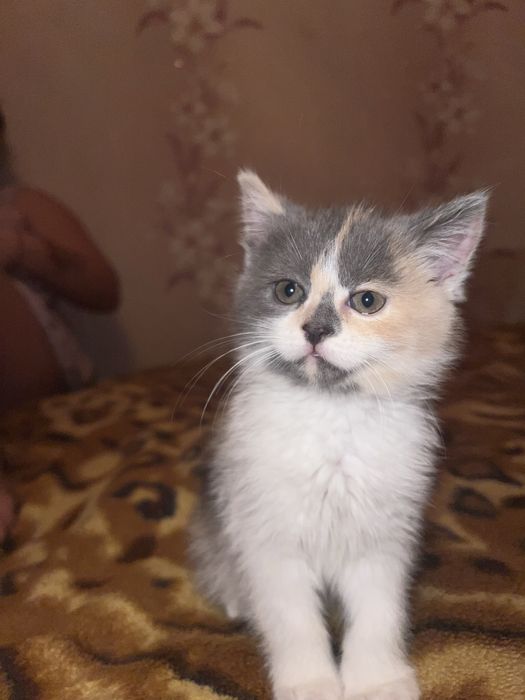 Отдам котят, только в хорошие ручки, харков, безплатно