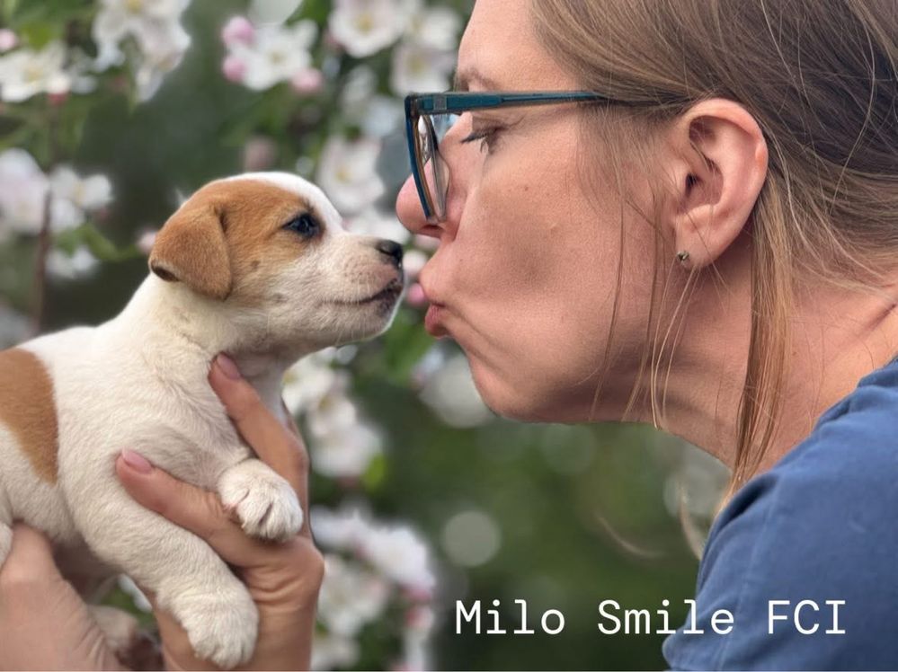 Jack russell terrier suczka gładkowłosa ZKwP FCI