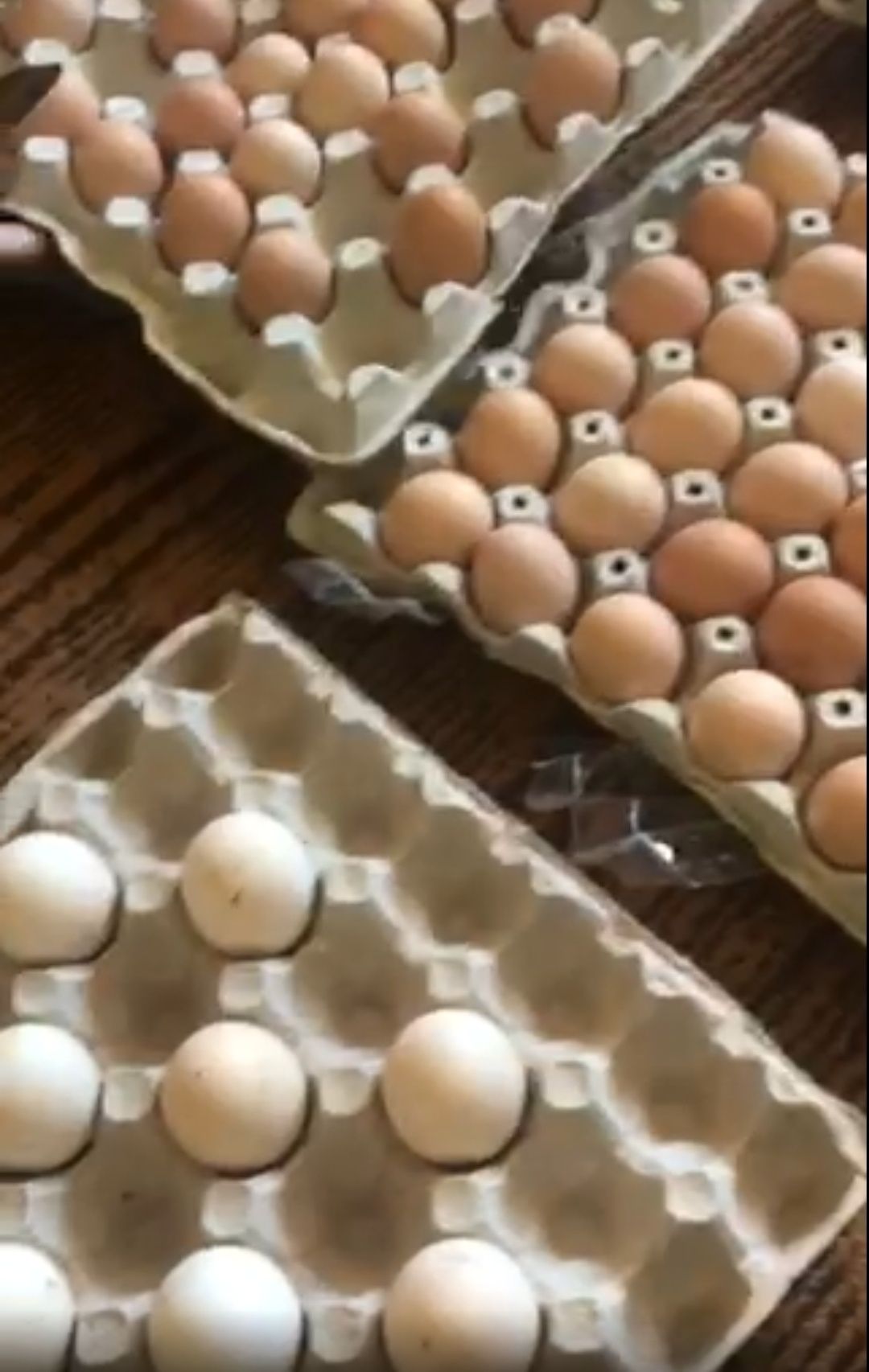 Инкубационное яйцо мясо-яичные, опт и розница