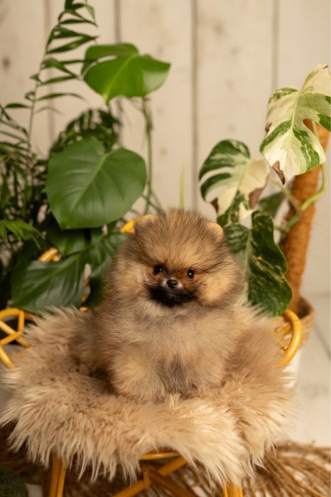 Pomeranian FCI szczeniaki