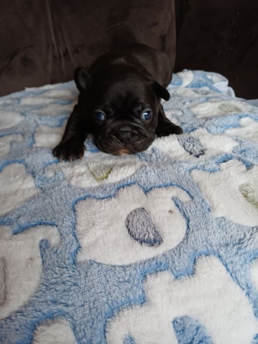 Buldog Francuski piesek