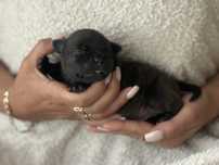 Stafik Staffik Staffordshire Bull Terrier ZKwP/ FCI