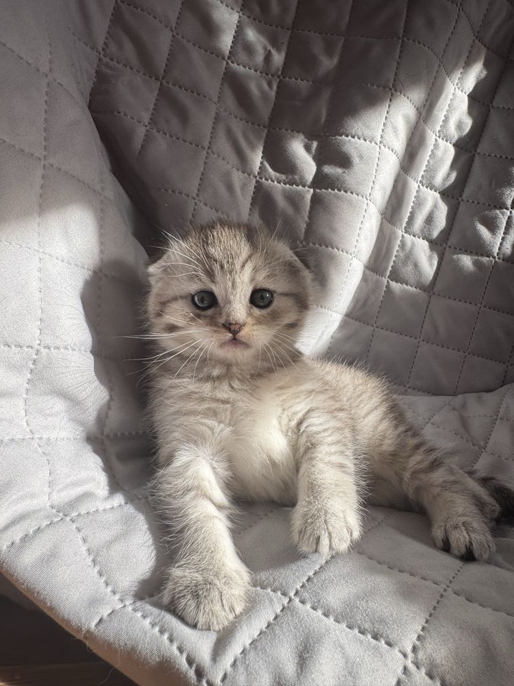 Шотландське висловухе кошеня