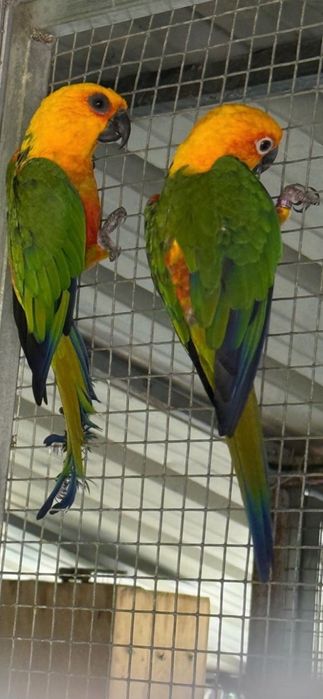 Ring Neck e Aratingas