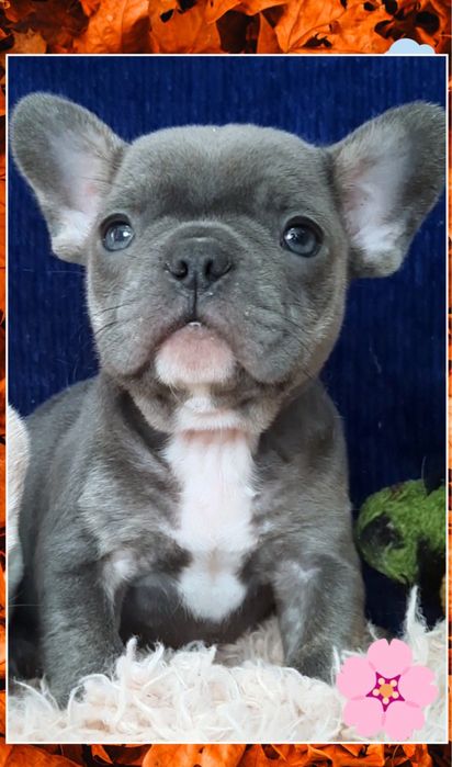 Самый красивый голубой мальчик