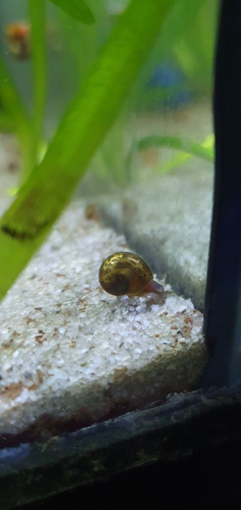 Caracol Ramshorn  "Leopardo''.