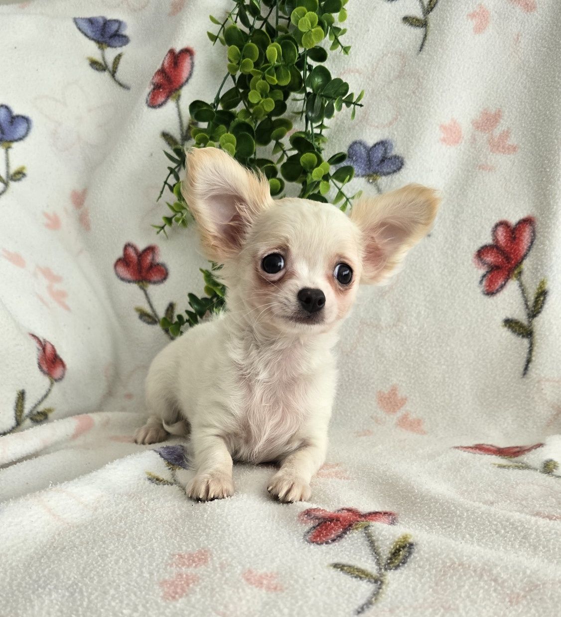 Mini Tesourinho semi pelo Chihuahua/Chiuaua LinhagemRussa. Qualidade