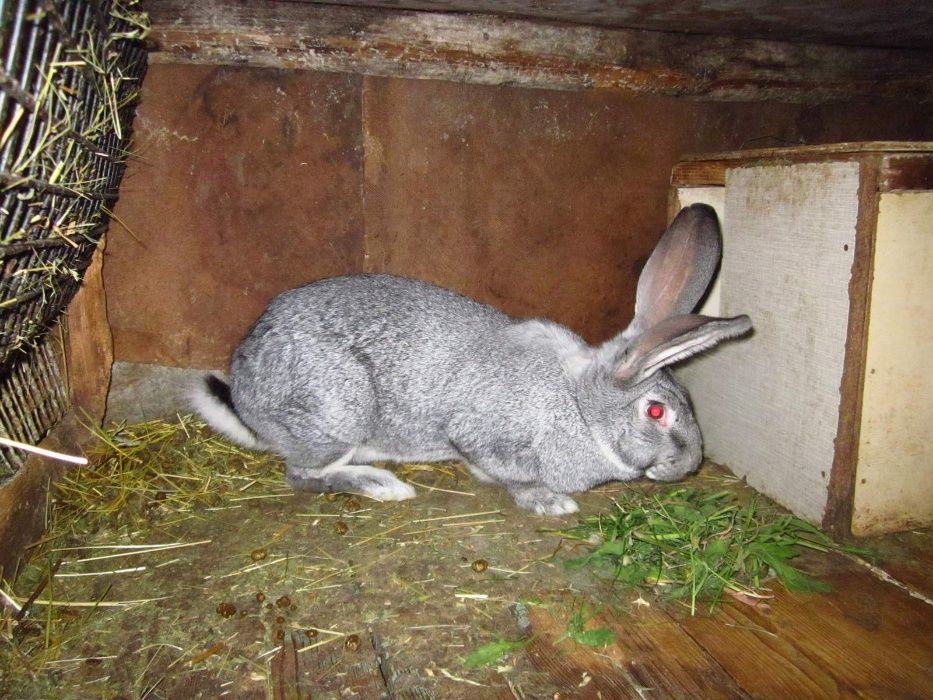 Продаю породисті кролики - порода шиншила. Молоді самці