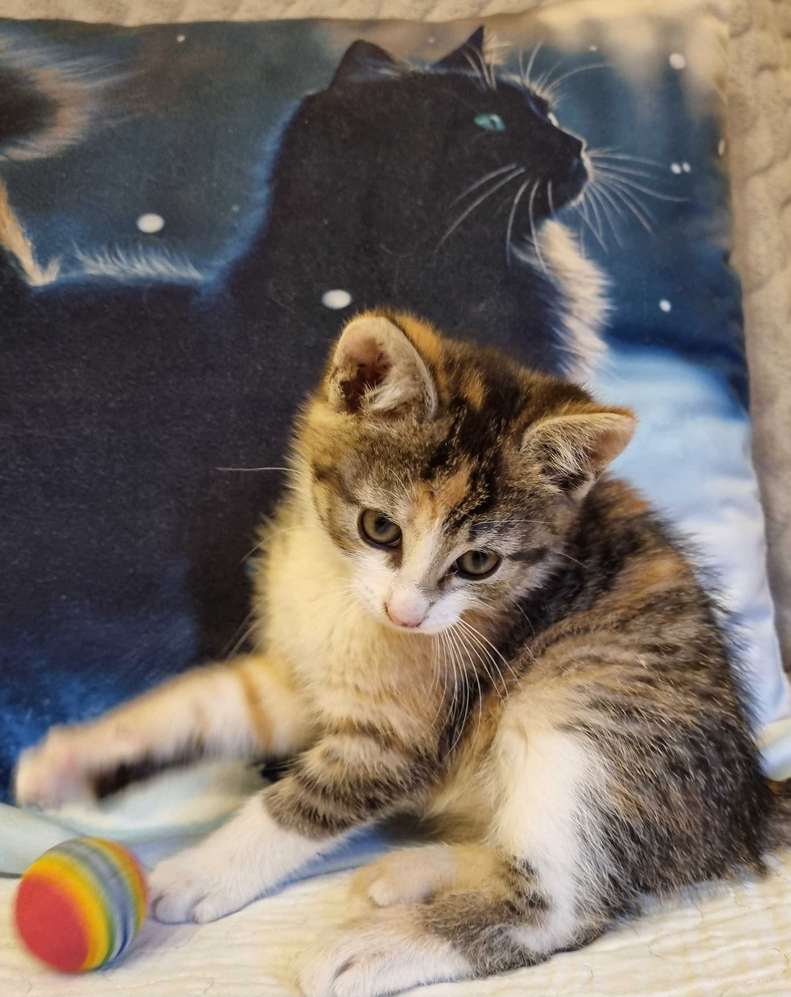 Malutka, cudnej urody ok 2 miesięczna koteczka do adopcji!