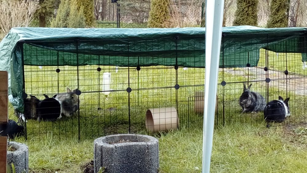 c&c wybieg zagroda dla krolika swinki gryzonia