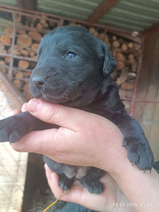 Продам цуценят лабрадора