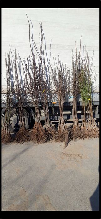 Drzewka Owocowe Jabłonie Wiśnie