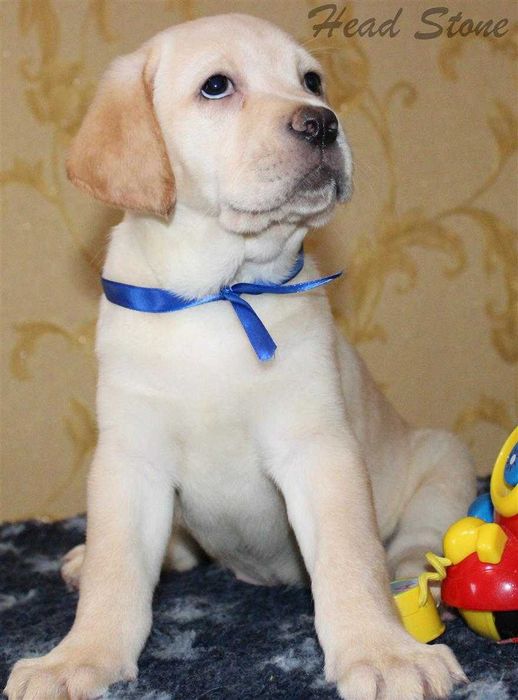 Лабрадор ретривер