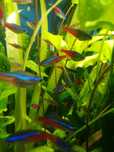 Neon innesa. Rybka akwariowa. Neon