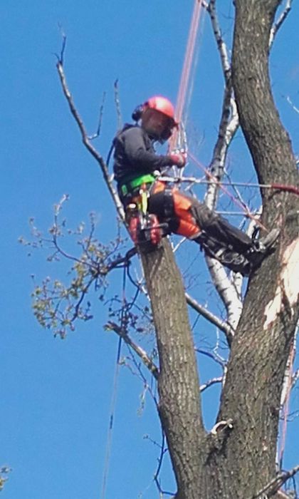 cięcie żywopłotów Formowanie krzewów ozdobnych pielęgnacja ogrodu