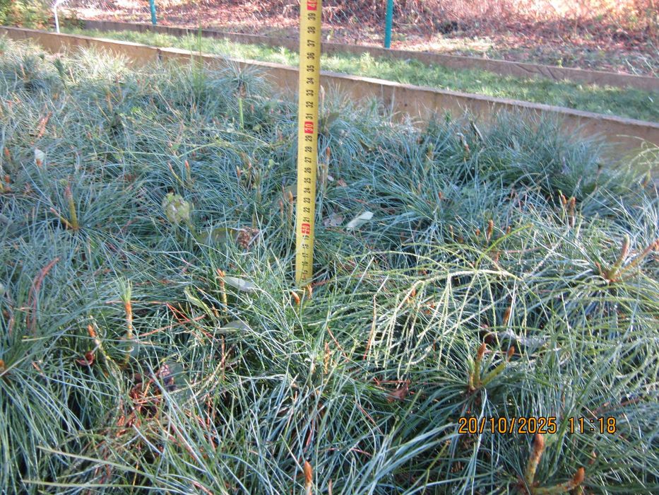 Sosna himalajska rumelijska sadzonki PASZPORT