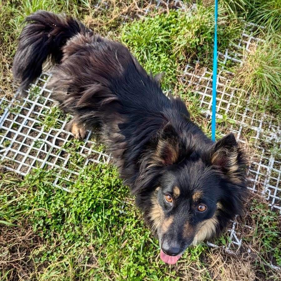 Mały Felek do adopcji