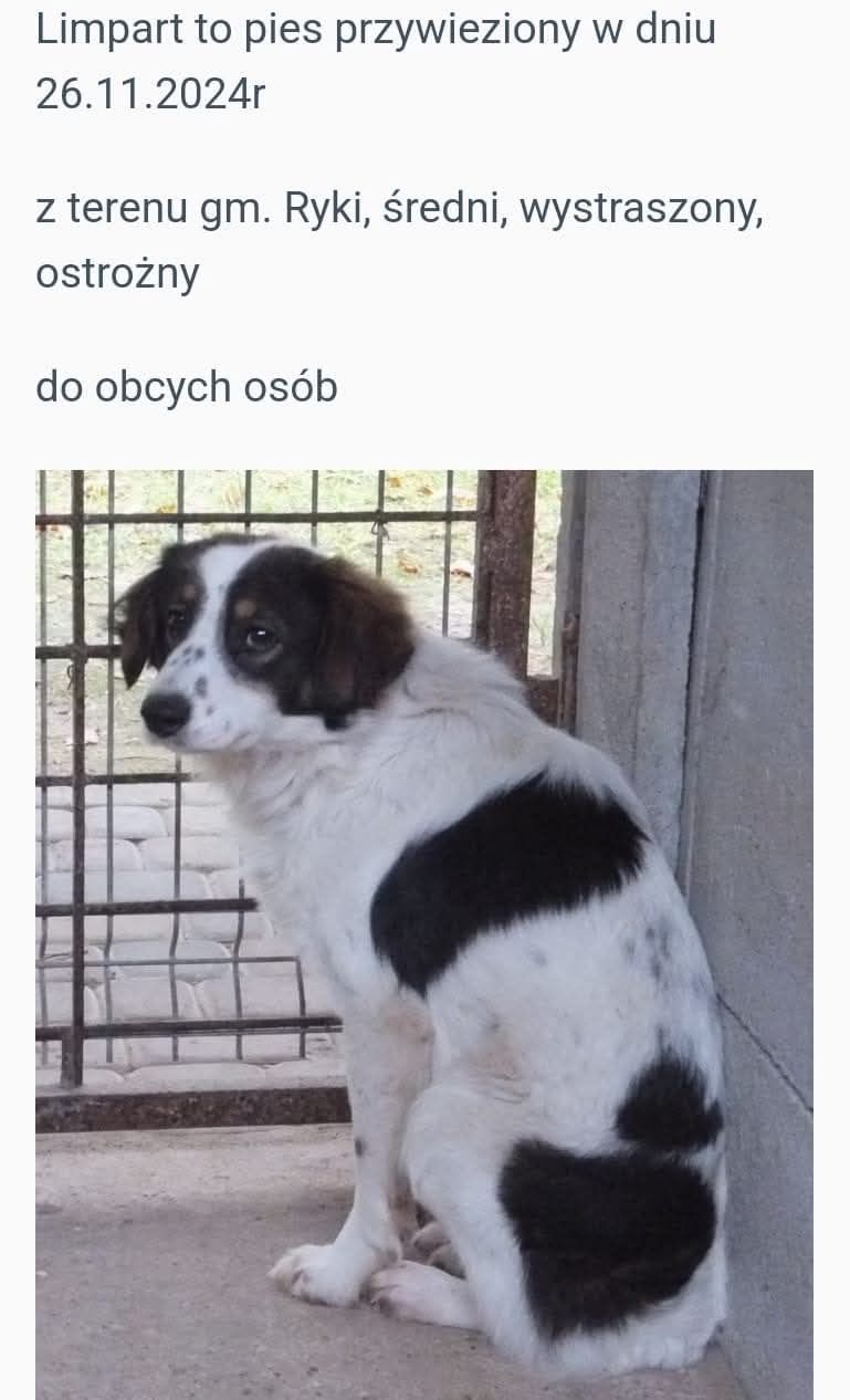 Pomocy dla pieska w schronisku