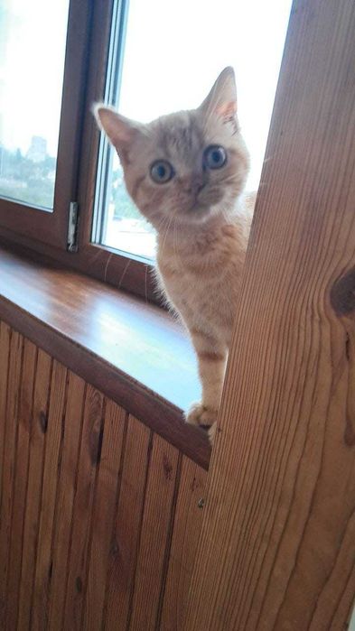 Отдам кота, в добрые руки