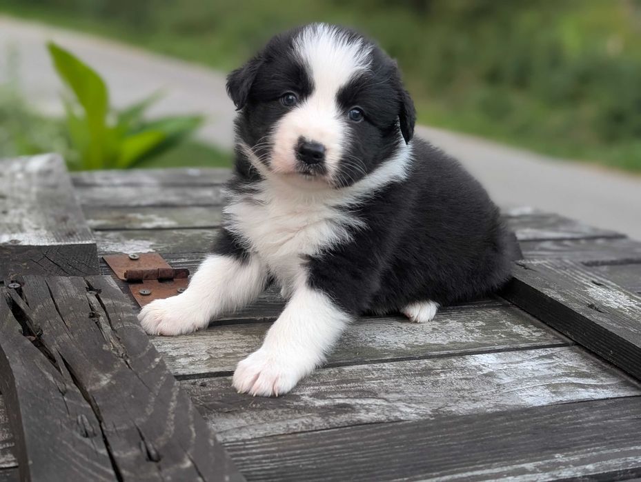 Border Collie sunia suczka dziewczyna przebadani rodzice do odbioru