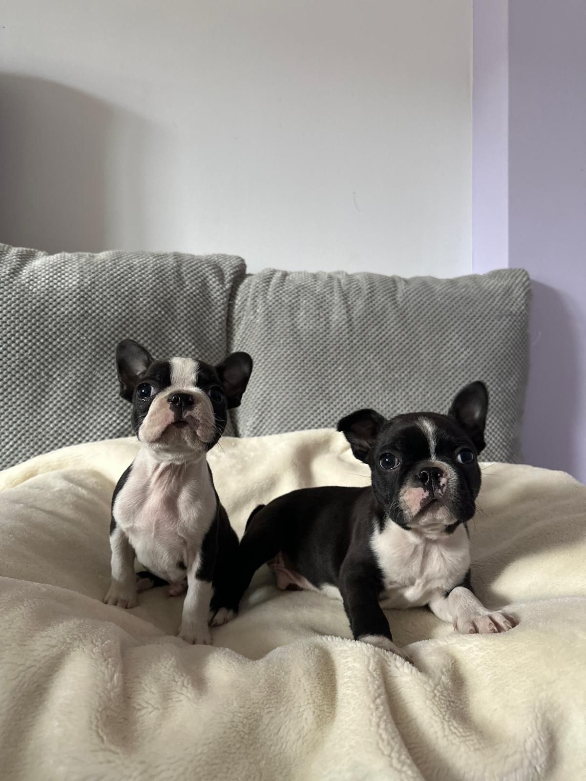 Boston terrier piesek