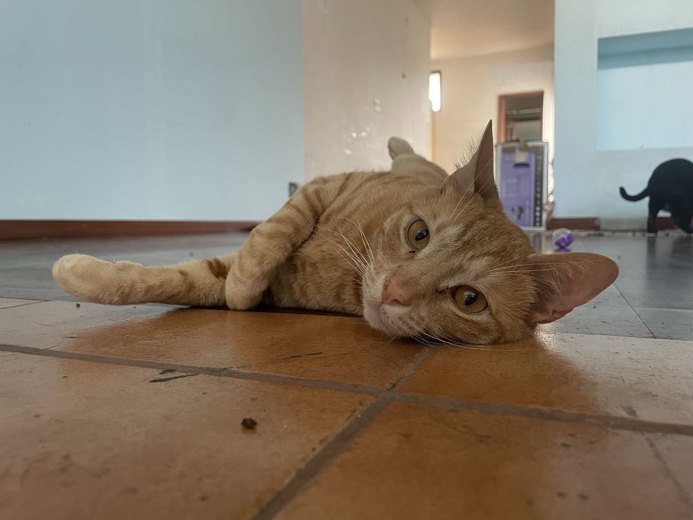 laranjinha para adoção responsável