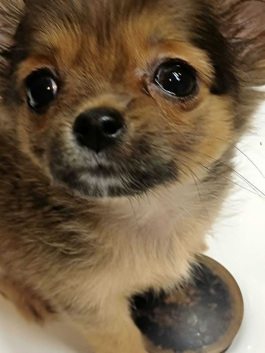 Mini  Cudna Długowłosa  Dziewczynka