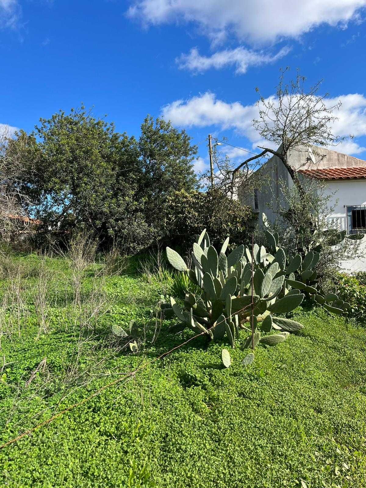 Vende-se Terreno com Ruina - Alfarrobeiras