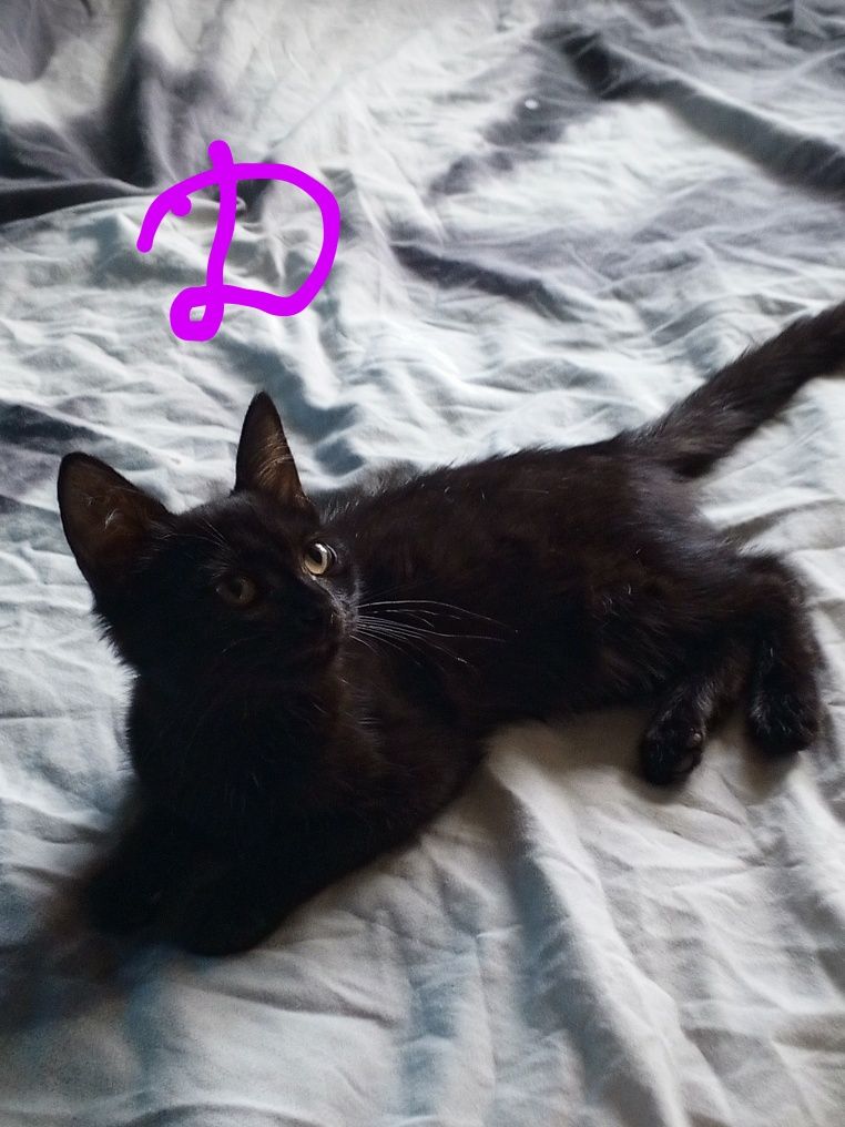 Отдам бесплатно котят