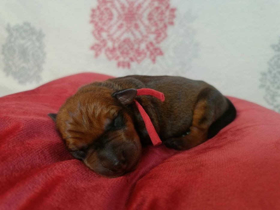 Pinczer średni niemiecki Fédération Cynologique Internationale FCI